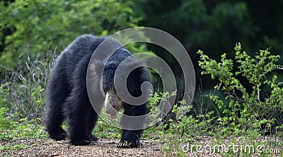 The Sri Lankan sloth bear Melursus ursinus inornatus Stock Photo