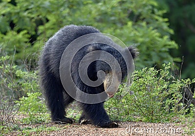 The Sri Lankan sloth bear Melursus ursinus inornatus. Stock Photo