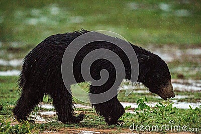 The Sri Lankan sloth bear Melursus ursinus. Stock Photo