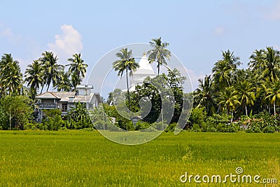 Sri Lankan Stupa, Palm Trees, Rice Field Stock Photo