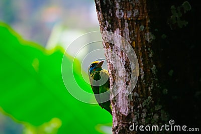 Sri Lankan yellow fronted barbet on large tree trunk Stock Photo