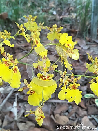 Sri Lankan yellow Kandyan dance flower Stock Photo