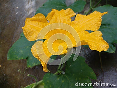 Sri lankan yellow pumpkin flower Stock Photo