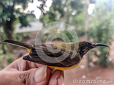 The Sriganti honey bird is a bird species from the Nectariniidae family, from the genus Nectarinia. Stock Photo