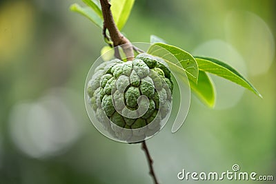 SRIKAYA TROPICAL FRUIT Stock Photo