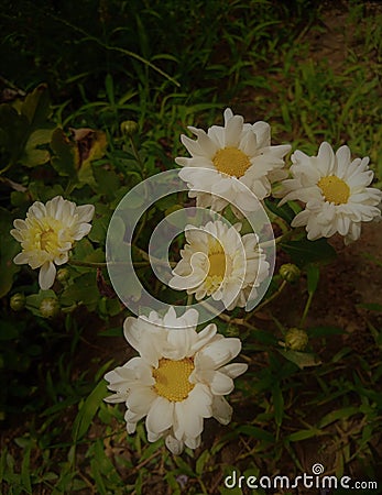 srilankan beautiful flowers Stock Photo