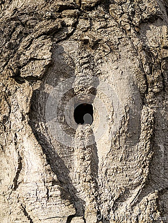 Square hollow or hole in a tree trunk at the place where a branch had been broken long time ago Stock Photo