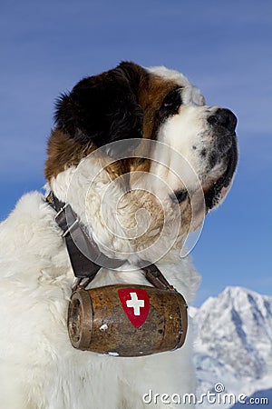 St Bernard Stock Photo