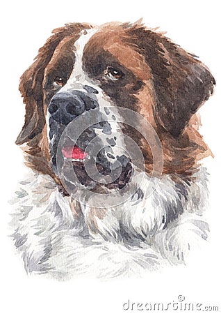 Water colour painting of a large dog breed St. Bernard 044 Stock Photo