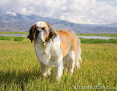 St. Bernard dog Stock Photo