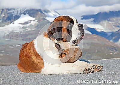 St. Bernard Dog with keg Stock Photo