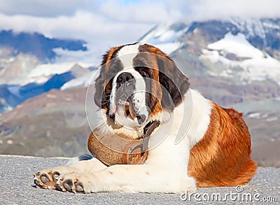 St. Bernard Dog Stock Photo