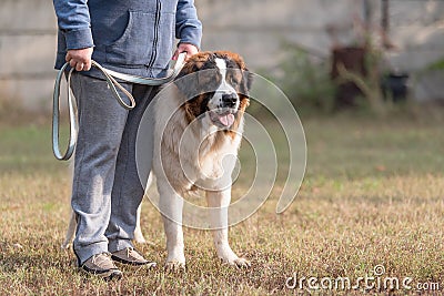 St. Bernard dog with owner Stock Photo