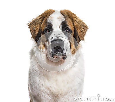 St.Bernard dog in portrait against white background Stock Photo