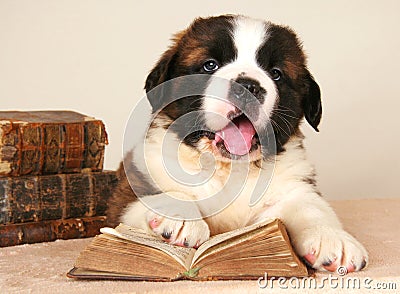 St. Bernard dog reading book getting education Stock Photo