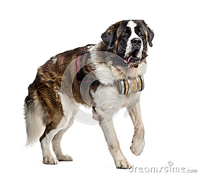 St. Bernard dog walking with a barrel (14 months old), isolated Stock Photo