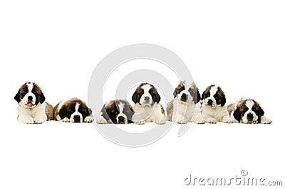 St Bernard puppies isolated on white Stock Photo