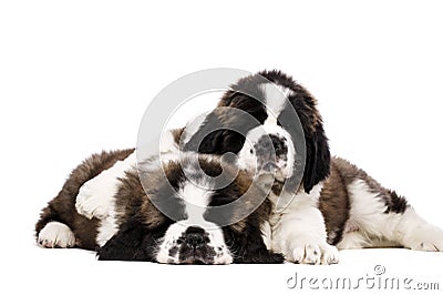 St Bernard puppies isolated on white Stock Photo