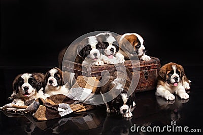 St. Bernard Puppies Stock Photo