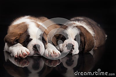 St. Bernard Puppies Stock Photo