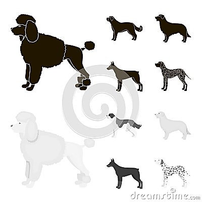 St. Bernard, retriever,doberman, labrador. Dog breeds set collection icons in black,monochrom style vector symbol stock Vector Illustration