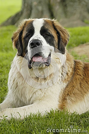 St. Bernard smiling with drool Stock Photo