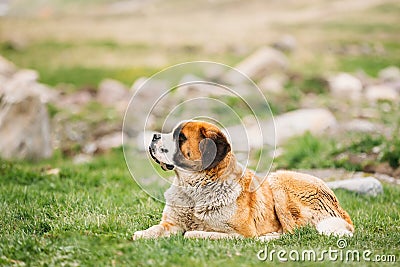 St. Bernard Or St Bernard Dog Sit Outdoor In Green Spring Meadow Stock Photo