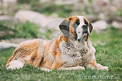 St. Bernard Or St Bernard Dog Sit Outdoor In Green Spring Meadow Stock Photo