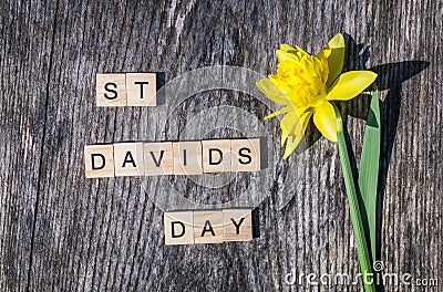 St Davids Day text with yellow daffodil on wooden background Stock Photo