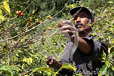 St Helena coffee farmer picking ripe cherry beans Stock Photo