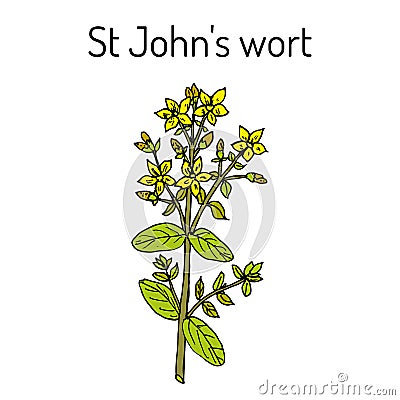 St. John s wort Hypericum perforatum , medicinal plant Vector Illustration