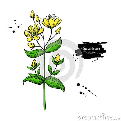 St. John s wort vector drawing set. Isolated hypericum wild flower and leaves. Herbal artistic style illustration. Vector Illustration