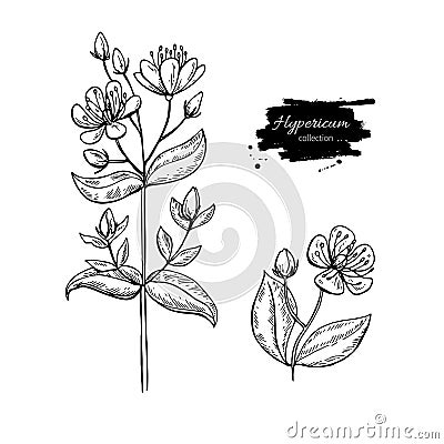 St. John`s wort vector drawing set. Isolated hypericum wild flower and leaves. Herbal engraved style illustration Vector Illustration