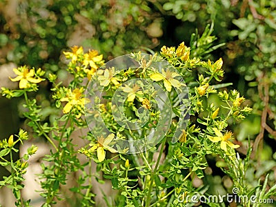 St. John wort, medicinal plant with flower Stock Photo