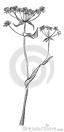 St. John wort plant. Hand drawn hypericum flower Vector Illustration