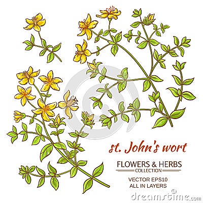 St. John's wort vector set Vector Illustration