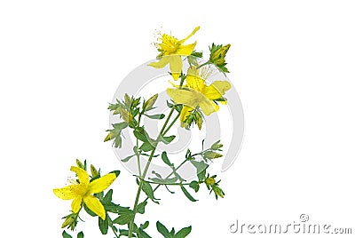 St Johns wort 05 Stock Photo