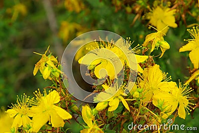 St Johns wort Stock Photo