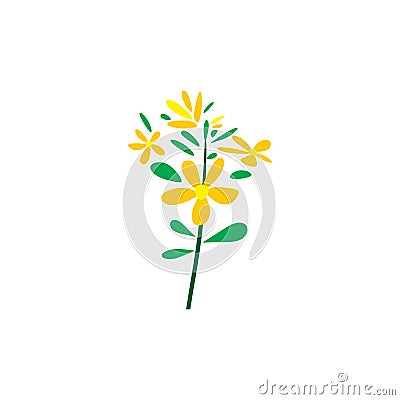 st johns wort herb plant logo vector icon design Vector Illustration