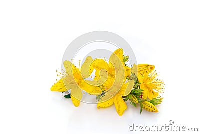 St Johns wort isolated Stock Photo