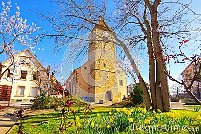 The St. Laurentius church in Gimmeldingen during the almond blossom Stock Photo