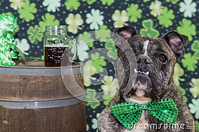 St. Patrick's Day Dog Stock Photo