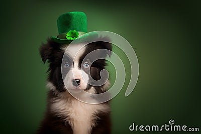 St. Patricks border collie puppy dog in a leprechaun hat on green background. Stock Photo