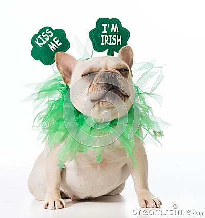 St Patricks Day dog Stock Photo