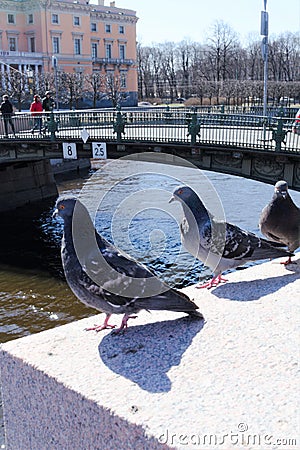 St. Petersburg, Russia, April 2019. Pigeons on the granite pillar of the bridge against the background of the Mikhailovsky Castle. Editorial Stock Photo