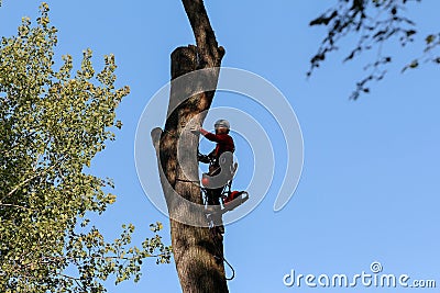 An industrial climber in protective ammunition and using safety ropes cuts the trunk of a dead tree with a chainsaw at a height. Editorial Stock Photo