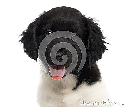 Stabyhoun puppy, looking at the camera, panting, Stock Photo