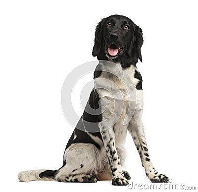 Stabyhoun sitting, panting, isolated Stock Photo