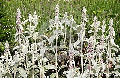 Stachis plant Woolly - Ovine ears - Chistets Byzantine Stock Photo