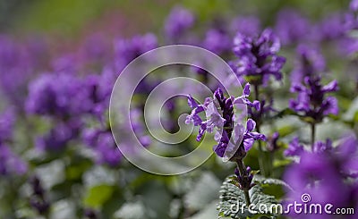 Stachys Macrantha Robusta - woundwort , medicinal plant used to stop bleeding wounds, growing in the herbal garden Stock Photo